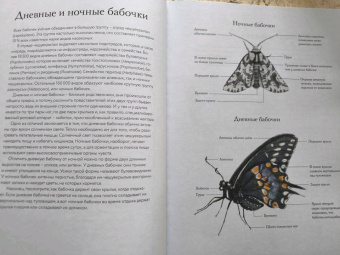 Бен Ротери: Загадочный мир бабочек