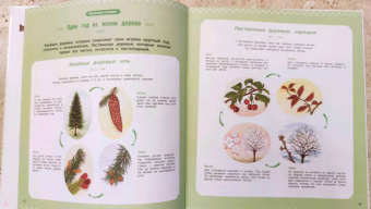 Натали Торджман: Деревья и кустарники