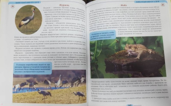 Людмила Соколова: Животный мир от А до Я