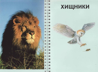 Джон Вудвард: Дискавери:  Акулы и другие хищники
