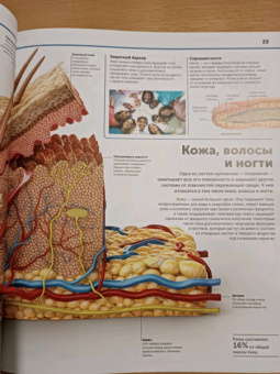Клейборн, Фарндон, Френд: Анатомия человека. Самая полная современная энциклопедия
