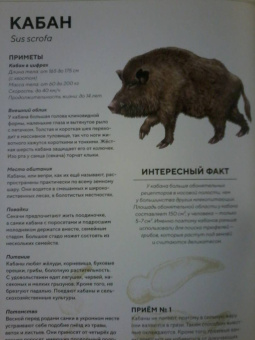 Хольгер Хааг: Лесные животные в натуральную величину