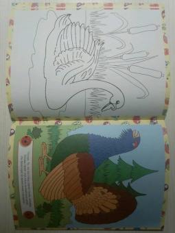 Птицы. Детская раскраска