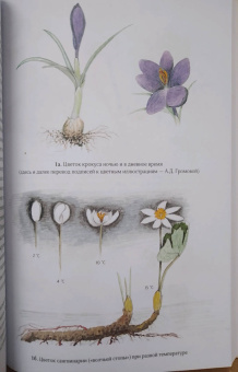 Бернд Хайнрих: Лето. Секреты выживания растений и животных в сезон изобилия