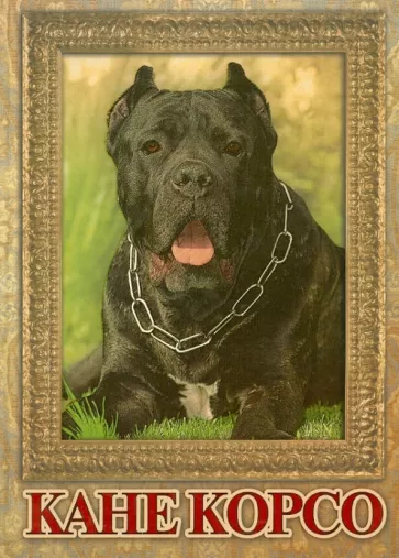 Екатерина Шлычкова: Кане Корсо. Фотоальбом