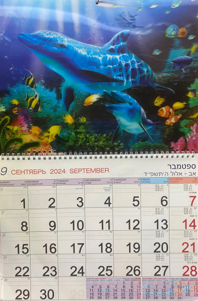 Календарь Стерео на 2025-2026 год: Дельфины