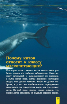 Дмитрий Кошевар: Акулы, киты, дельфины