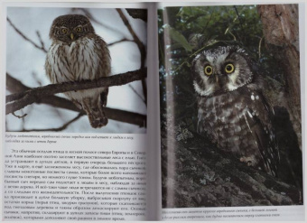 Константин Михайлов: Лесные птицы России