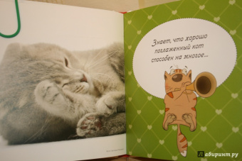Евгения Гюнтер: Котики