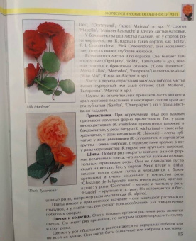 Александра Теорина: Розы. Моё увлечение