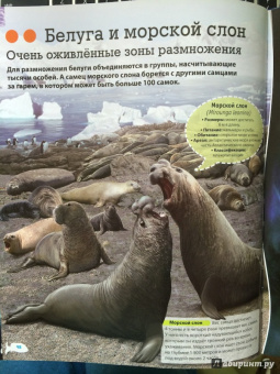 Кармен Родригес: Подводный мир. Иллюстрированная энциклопедия