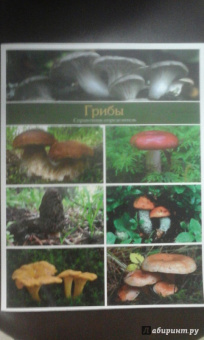Матанцев, Матанцева: Грибы. Справочник-определитель