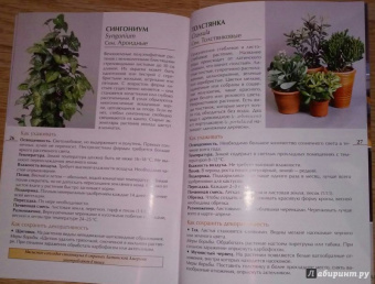 Валентин Воронцов: Секреты ухода. Декоративнолистные комнатные растений