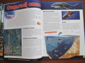 Жизнь животных. Моря и океаны