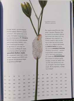 Барт Россел: Поразительные насекомые. Книга про подземных математиков, мастеров блефа, дружных кочевников, зомби