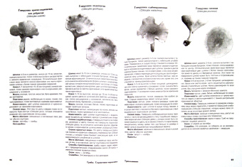 Матанцев, Матанцева: Грибы. Справочник-определитель