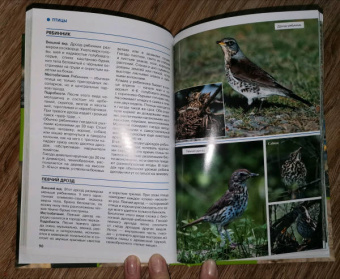 Владимир Бабенко: Животные рядом с нами