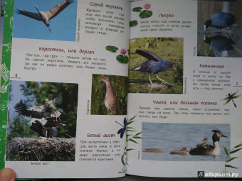 Василий Вишневский: Наши птицы. Определитель для детей