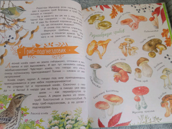 Николай Сладков: Лесные сказки