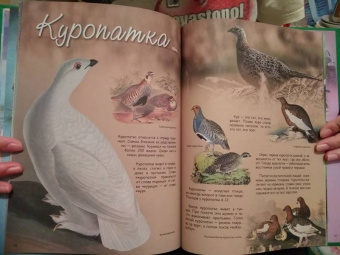 В. Владимиров: Какие птицы самые красивые?