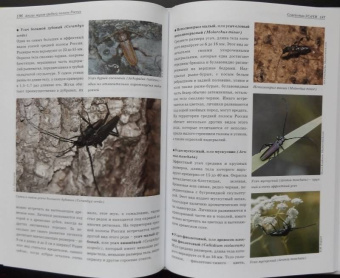 Александр Просвиров: Атлас жуков средней полосы России