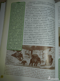 Светлана Лаврова: Домашние животные