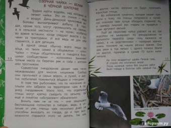 Василий Вишневский: Наши птицы. Определитель для детей