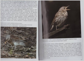 Константин Михайлов: Лесные птицы России