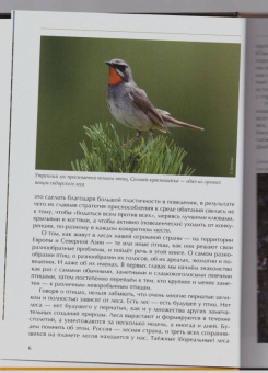 Константин Михайлов: Лесные птицы России