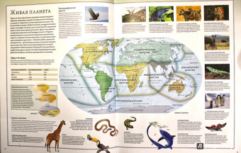 Бамбарадения, Вудрафф, Гинзберг: Животный мир. Иллюстрированный атлас