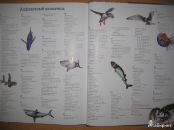 Кармен Родригес: Животные морей и океанов