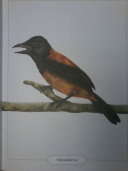 Сэми Бэйли: Энциклопедия опасных животных