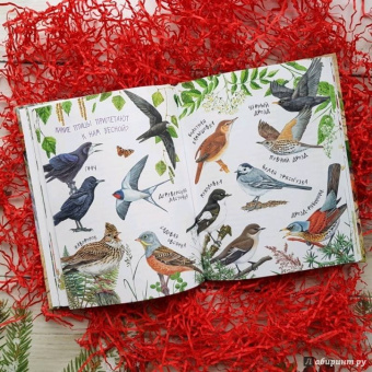 Николай Сладков: Лесные сказки