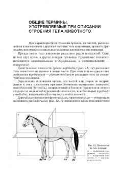 Зеленевский, Зеленевский, Щипакин: Анатомия животных. Соматические системы. Практикум. Учебное пособие для вузов