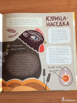 Лена Шёберг: Крутые факты о яйцах