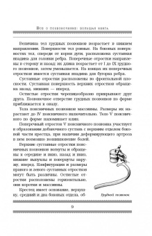 Анатолий Ситель: Все о позвоночнике. Большая книга