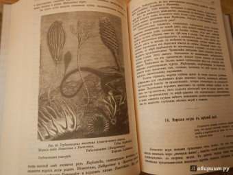 К. Келлер: Жизнь моря