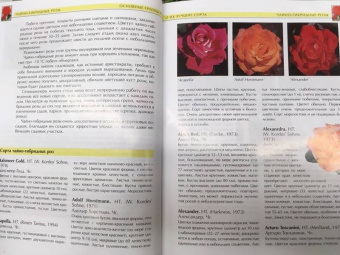 Александра Теорина: Розы. Моё увлечение