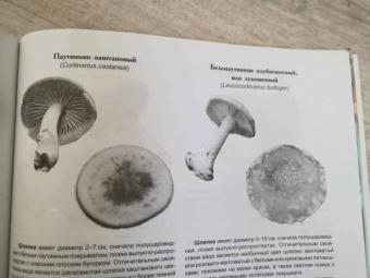 Матанцев, Матанцева: Грибы. Справочник-определитель