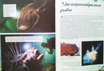 Вячеслав Ликсо: Большая книга о подводном мире. 1001 фотография