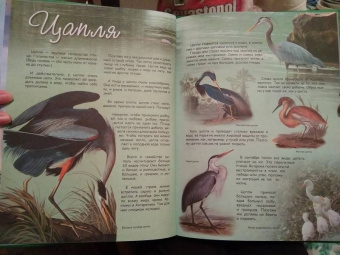 В. Владимиров: Какие птицы самые красивые?