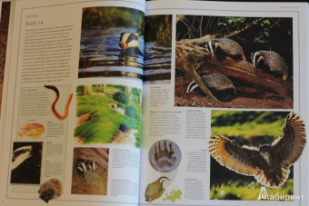 Бамбарадения, Вудрафф, Гинзберг: Животный мир. Иллюстрированный атлас