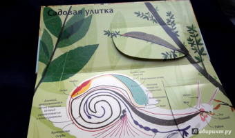 Боманн, Дюпон: Животные снаружи и внутри