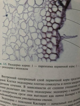 Барабанов, Зайчикова: Ботаника. Учебник