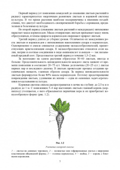 Гуреев, Башкатов: Свекловодство. Учебное пособие для СПО