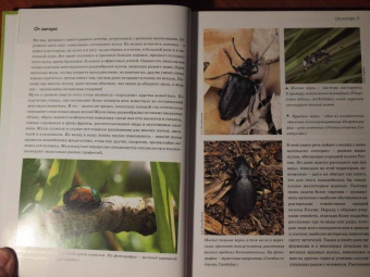 Александр Просвиров: Атлас жуков средней полосы России