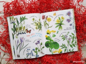 Николай Сладков: Лесные сказки