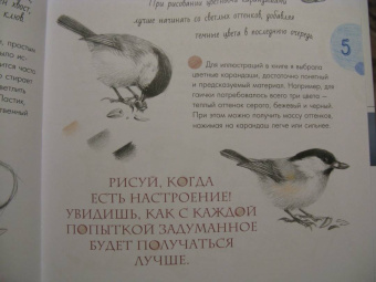 Наталья Габеева: Птицы в городе