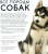 Дэвид Элдертон: Все породы собак
