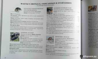 Стефан Каста: Мышиная книга